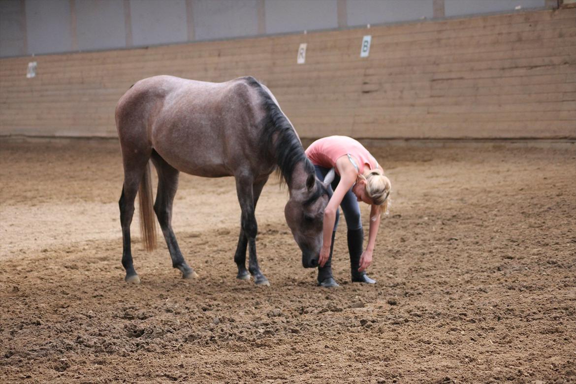 Arabisk fuldblod (OX) Cadar Kamil Mi Corazon billede 16