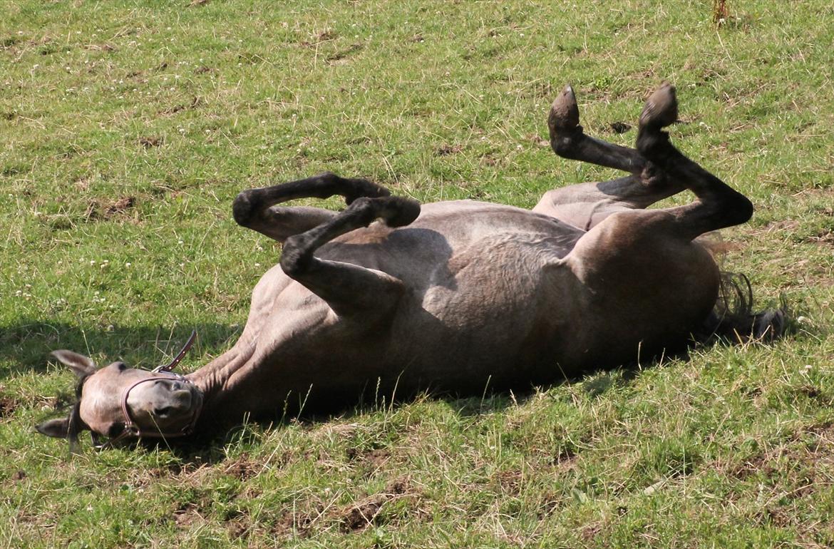 Arabisk fuldblod (OX) Cadar Kamil Mi Corazon - "Hallooo...det er så NU, at jeg gerne skulle smøres ind med den solcreme...Hallooo..." billede 17