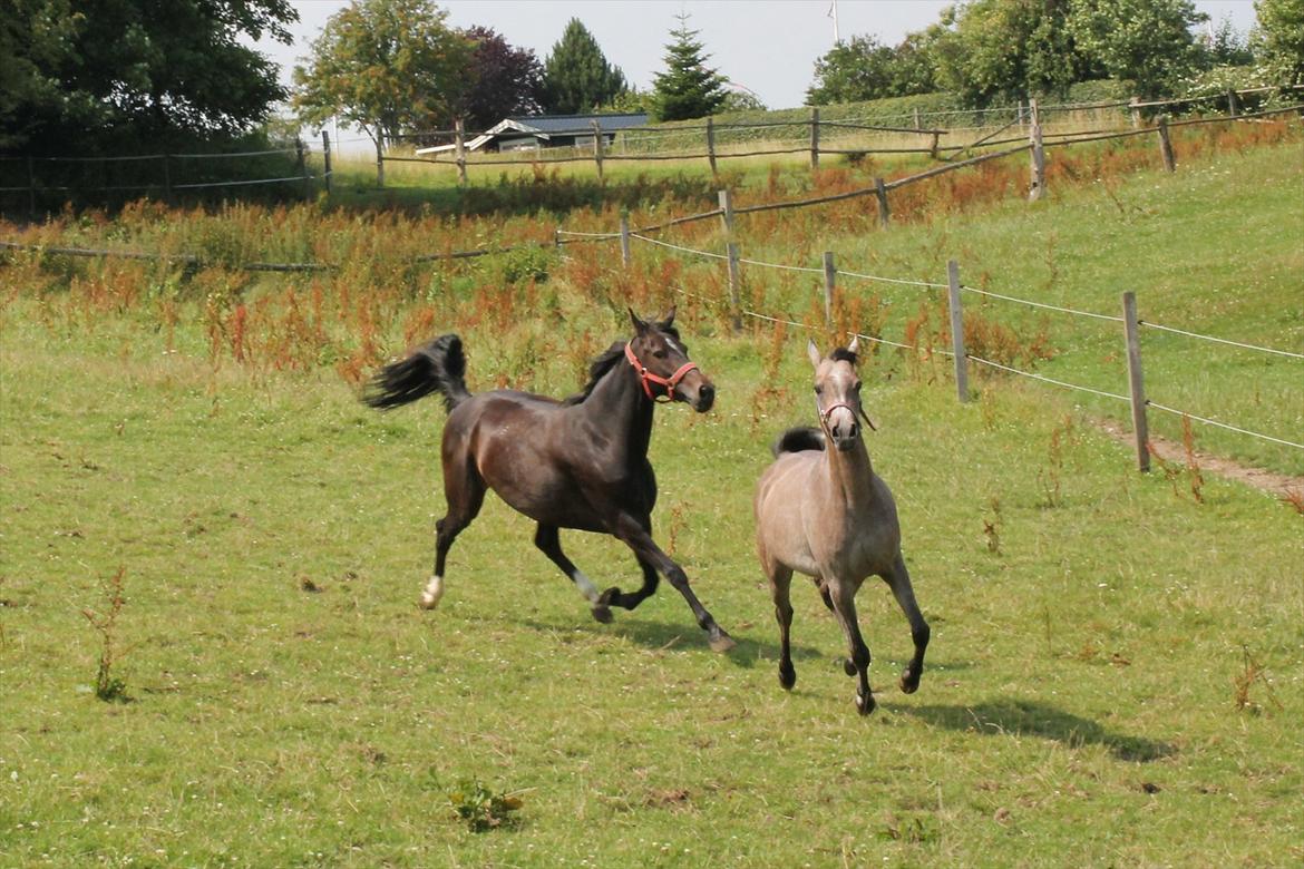 Arabisk fuldblod (OX) Cadar Kamil Mi Corazon - "En Rigtig Araber kan da til hver en tid løbe fra dig man...hvad tror du lige...du kan jo se, om du kan fange mig. Du har IKKE en chance makker!!!" billede 18