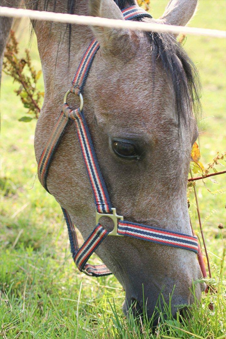 Arabisk fuldblod (OX) Cadar Kamil Mi Corazon - ''Man siger at man kan se pasonligheden gennem øjnene, og da jeg kiggede i dine kunne jeg se mig selv''. 
''Keep smiling untill some one smills back'' billede 19