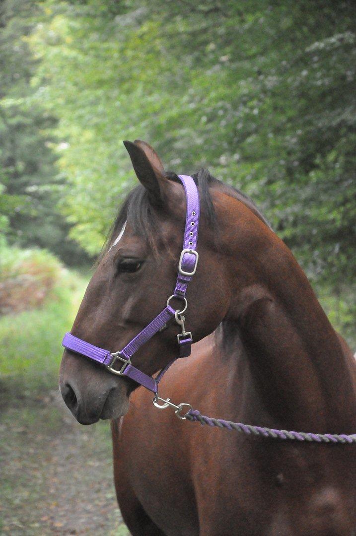 Anden særlig race Cleopatra billede 15