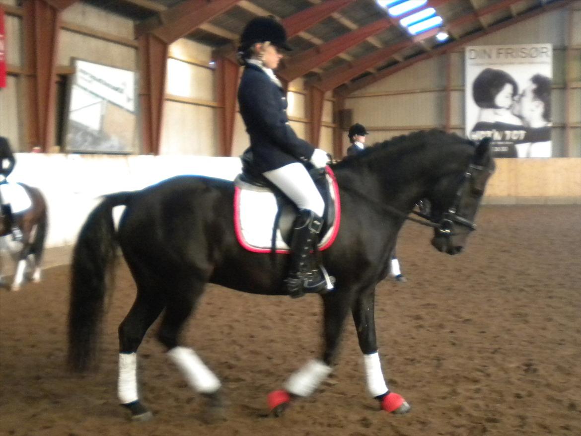 New Forest Holmens Sir Bastian *Solgt* - Johanne Møller og Basse til VDM 2011 billede 3