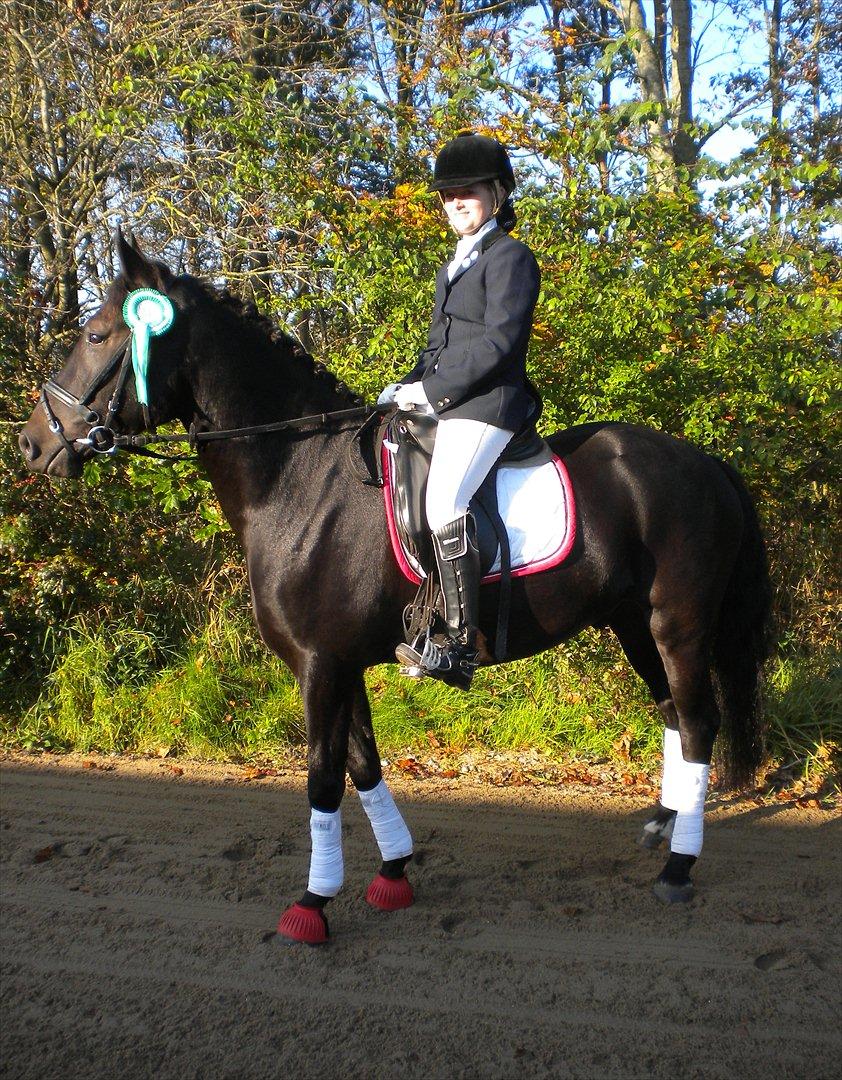 New Forest Holmens Sir Bastian *Solgt* - Johanne Møller og Bastian vandt en 3.plads i LC1 til VDM :) billede 5