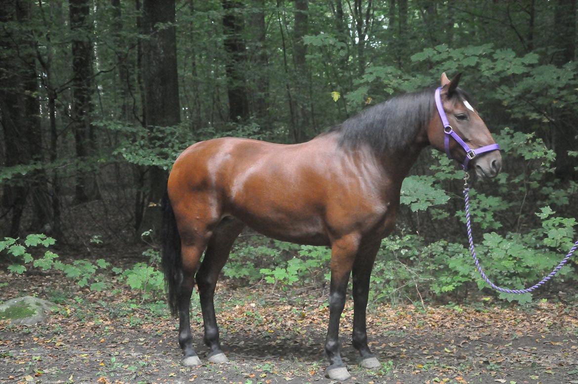 Anden særlig race Cleopatra billede 16