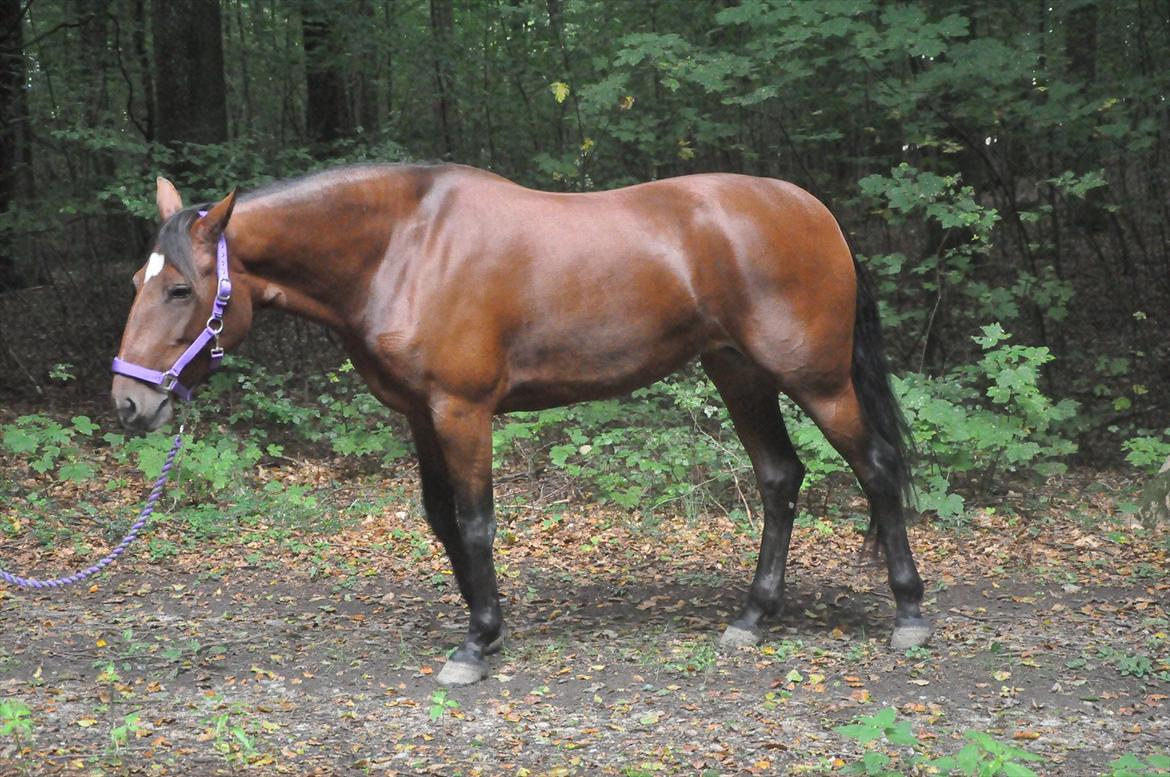 Anden særlig race Cleopatra billede 17