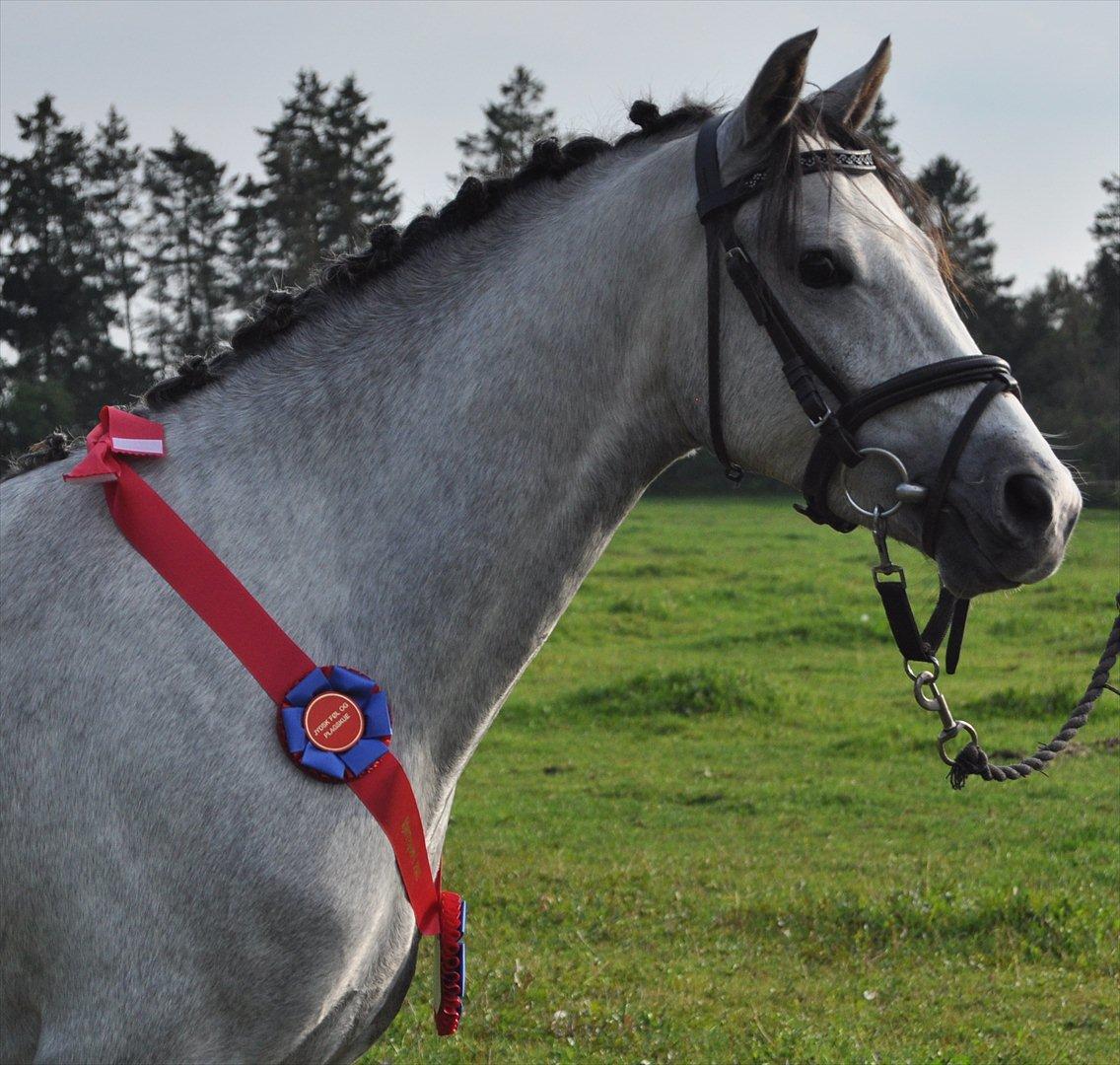 DSP Bakkegaardens Triple perfect - Vores dejlige 2 års DSP/ WPRB vandt en masse i Nr. Snede hvor han vandt sin klasse + ungdyrschampionatsvinder + reserve best in show !! god dreng  billede 1