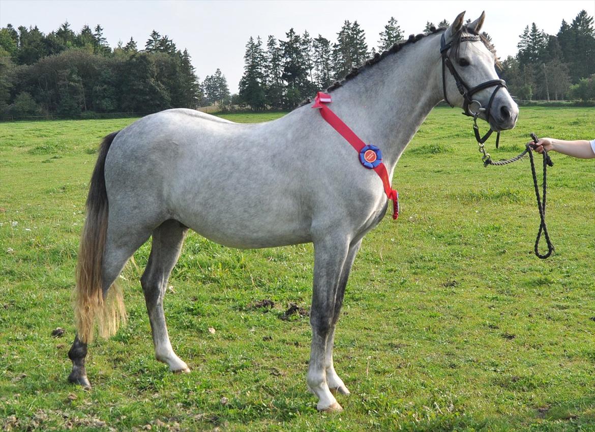 DSP Bakkegaardens Triple perfect - Vinder af sin klasse + ungdyrschampionatsvinder samt reserve best in show billede 10