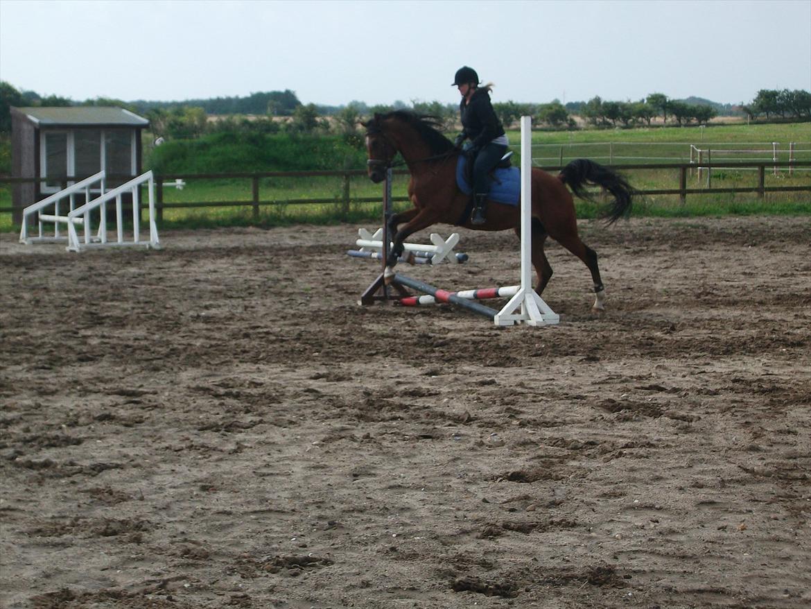 Arabisk fuldblod (OX) Antar El Karmdal *solgt* - Et lille hop. :) August 2011 billede 16