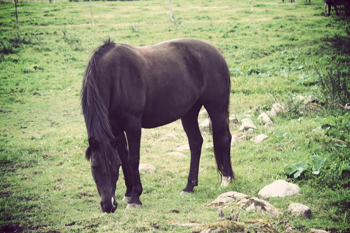 Anden særlig race Just Ebony  - <3. billede 11