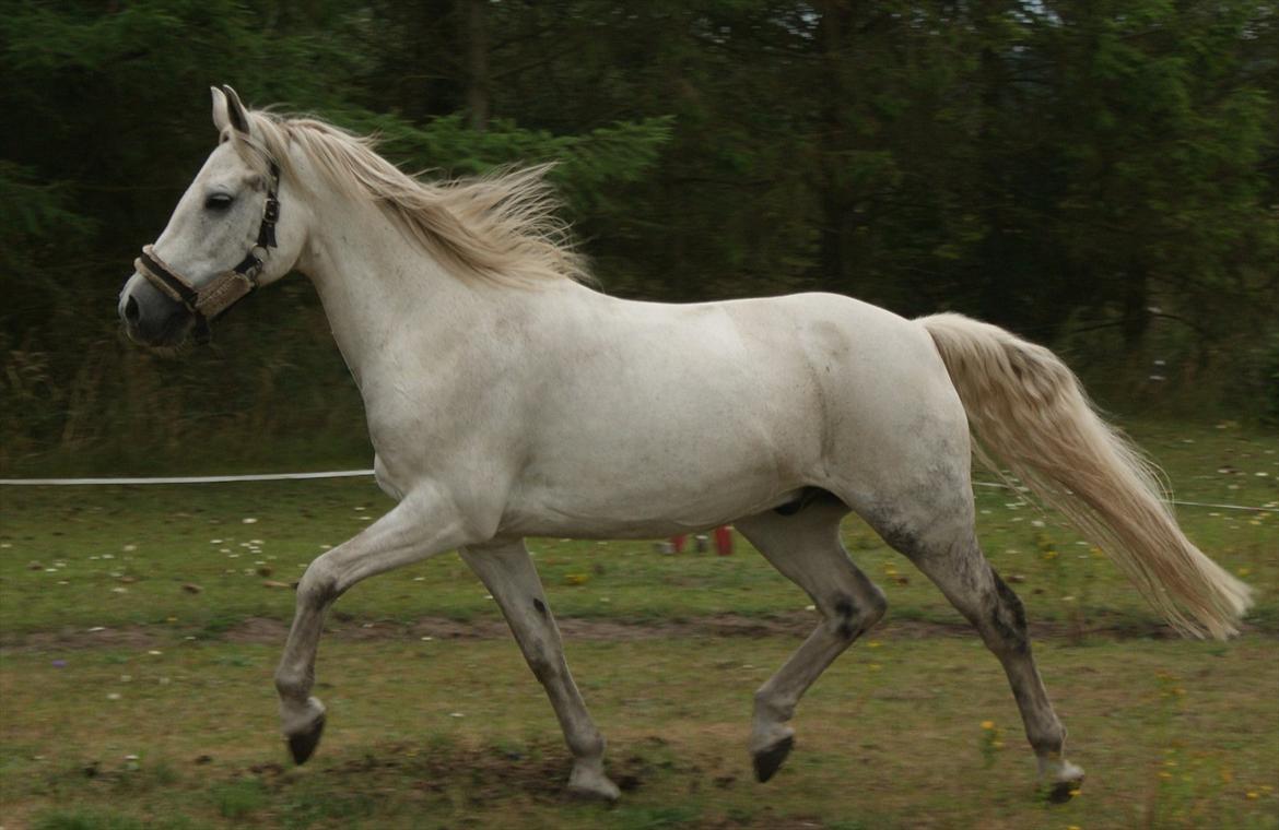 Connemara Bredballegaards Mustang  billede 4