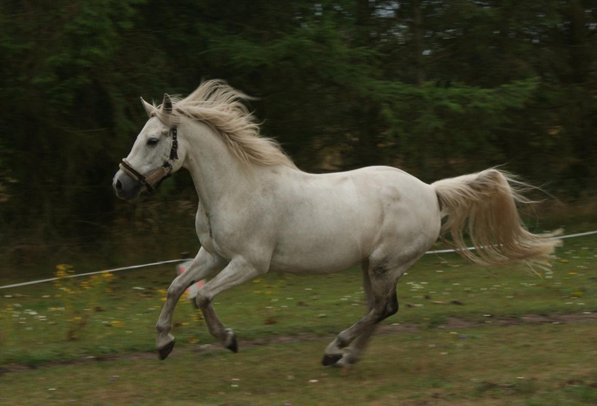 Connemara Bredballegaards Mustang  billede 6