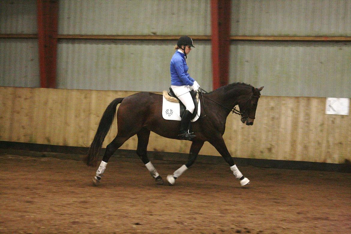 Trakehner Katalie Dyrhave - Stævne 9/10- 2011 LA1: Opvarmning  billede 14
