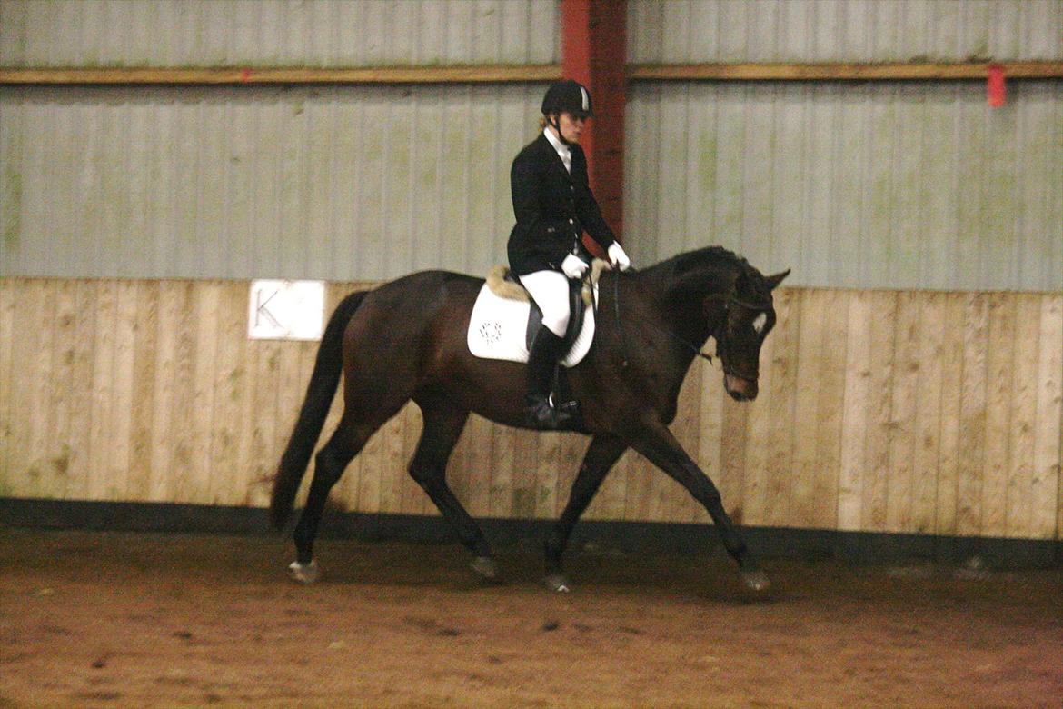 Trakehner Katalie Dyrhave - Stævne 9/10- 2011 LA1 1 plads. Opvarming billede 16