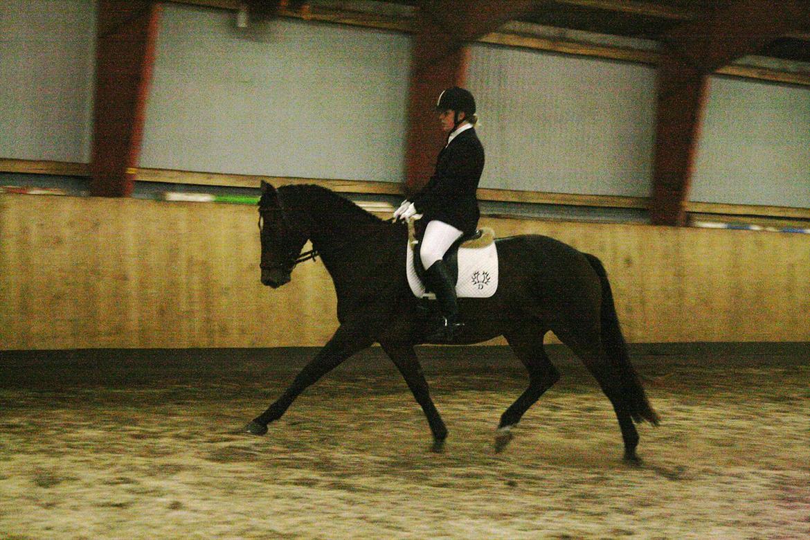 Trakehner Katalie Dyrhave - Stævne 9/10- 2011 LA1 1. plads. 66 %: Middeltrav billede 17