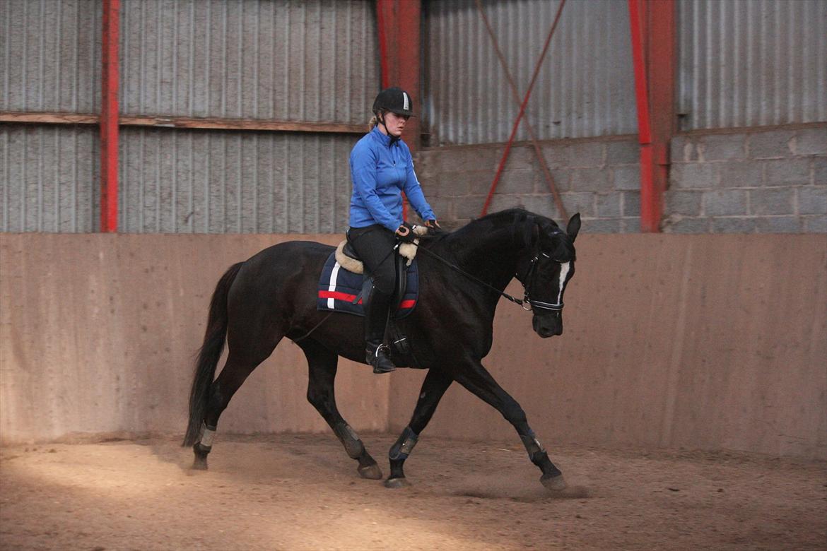 Trakehner Kantate Dyrhave (solgt)  - Undervisning 9/10-2011 billede 10