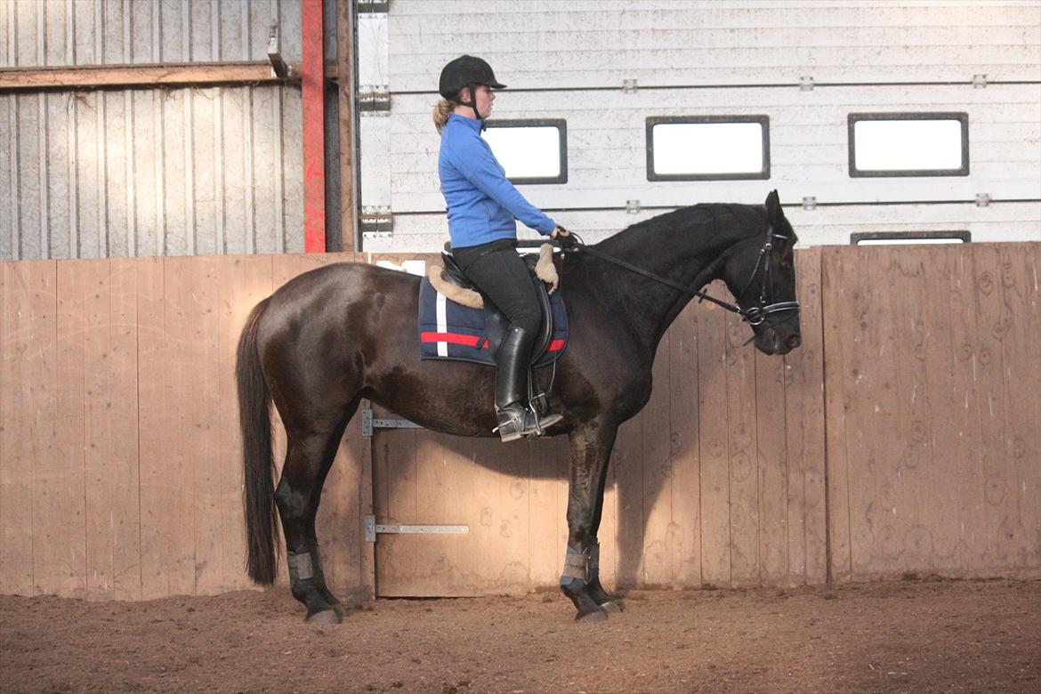 Trakehner Kantate Dyrhave (solgt)  - Undervisning 9/10-2011 billede 11