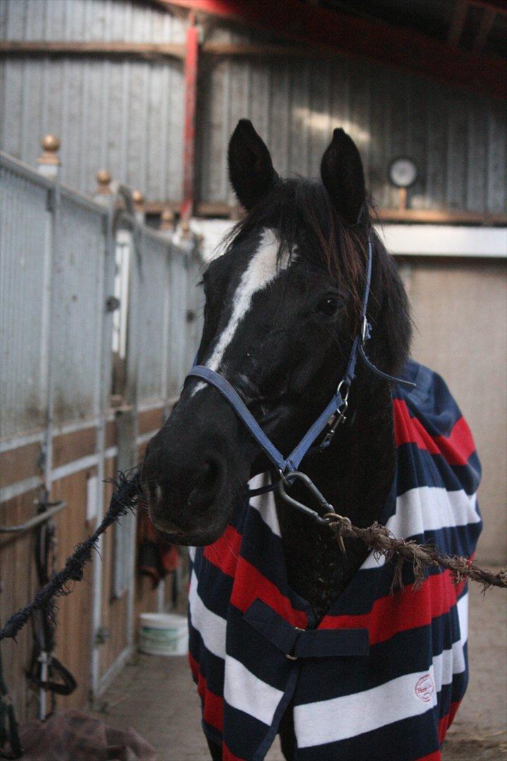 Trakehner Kantate Dyrhave (solgt)  -  9/10-2011 billede 12