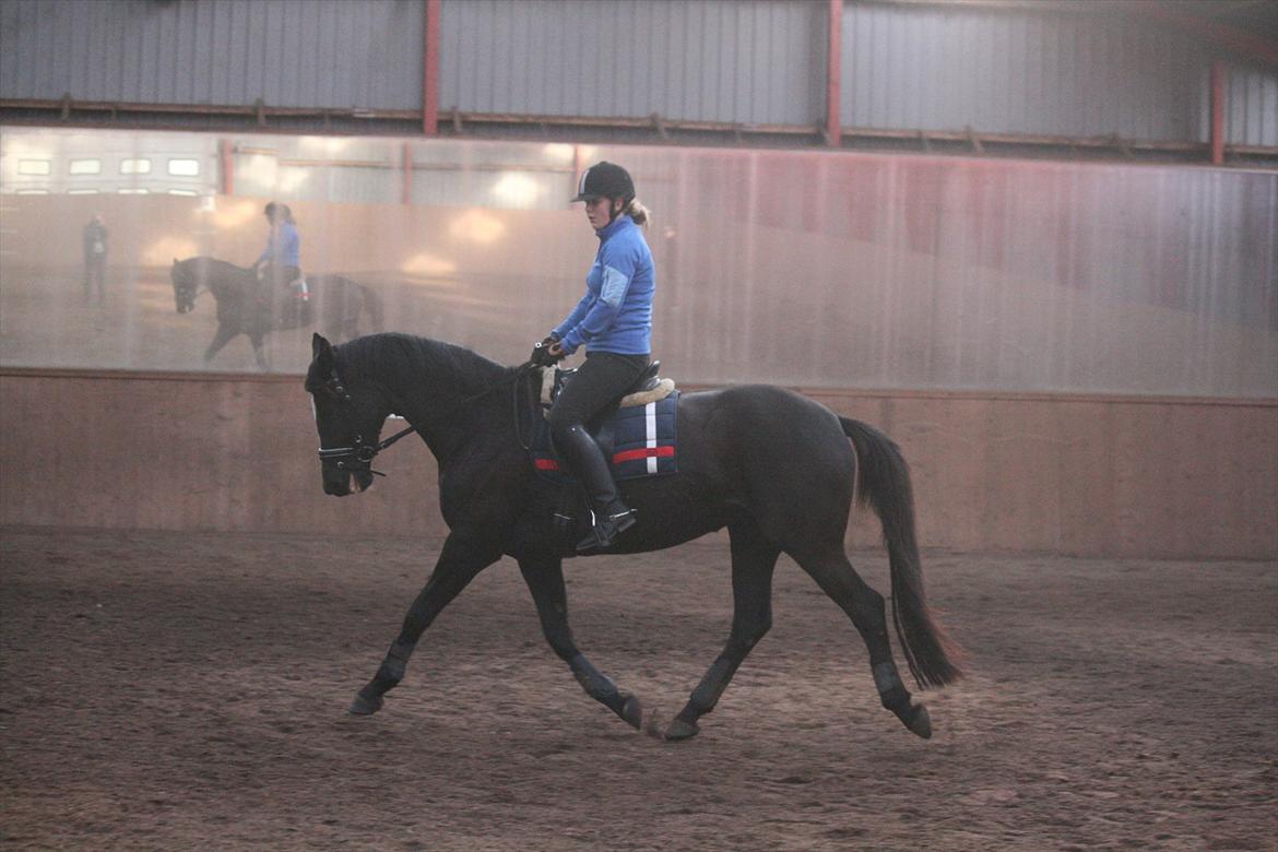 Trakehner Kantate Dyrhave (solgt)  - Undervisning 9/10-2011 billede 13