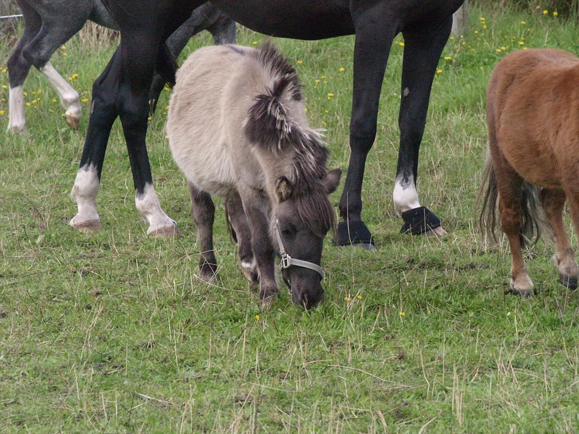 Anden særlig race Følle*solgt* - september måned 2011 billede 12