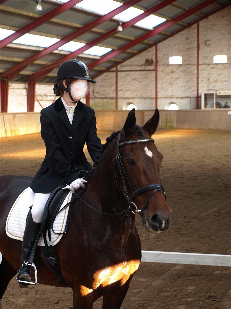 Hollandsk Varmblod Daisy - Daisy d. 8/10-11 i DRLR billede 1