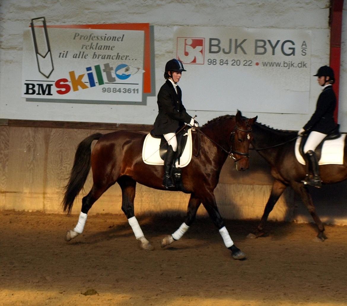 Hollandsk Varmblod Daisy - Opvarmning DRLR 8/10-11 billede 8