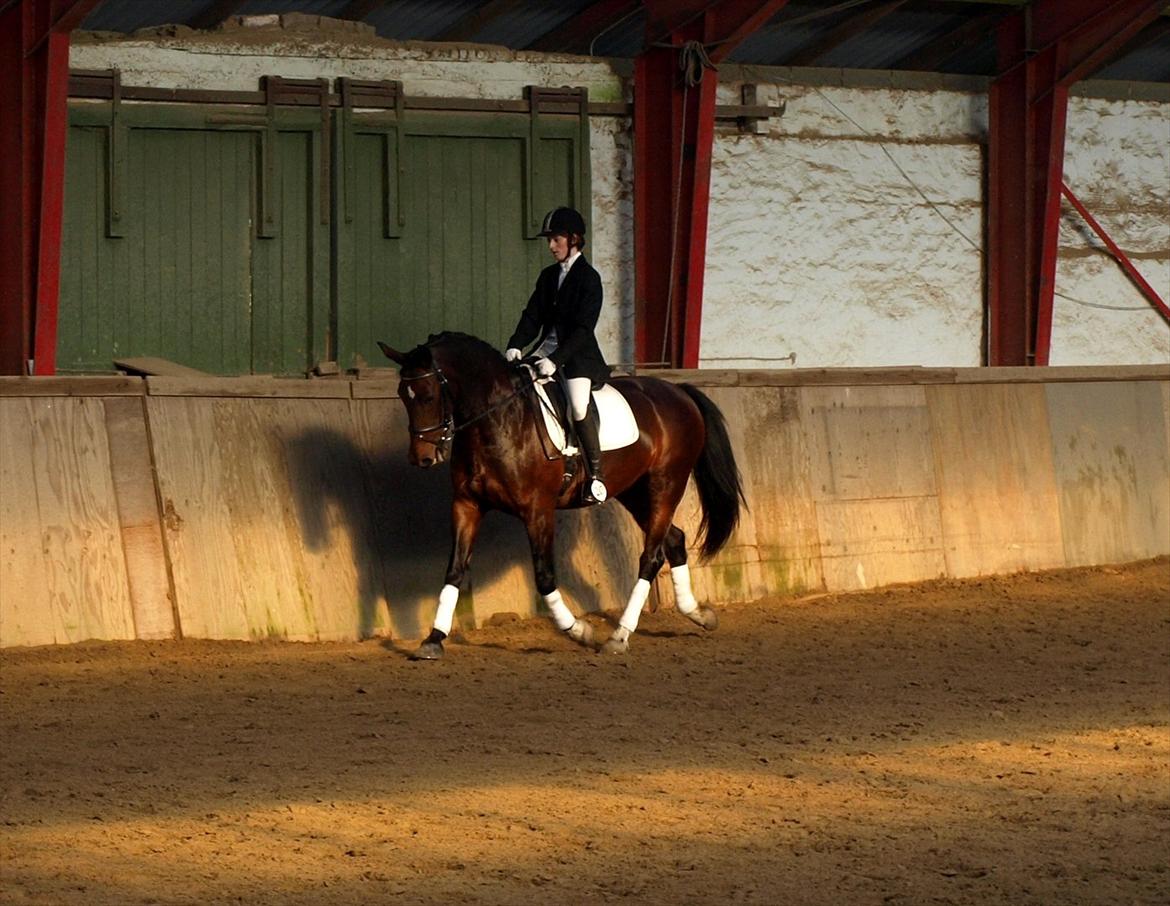 Hollandsk Varmblod Daisy - LC3 DRLR 8/10-11 billede 14