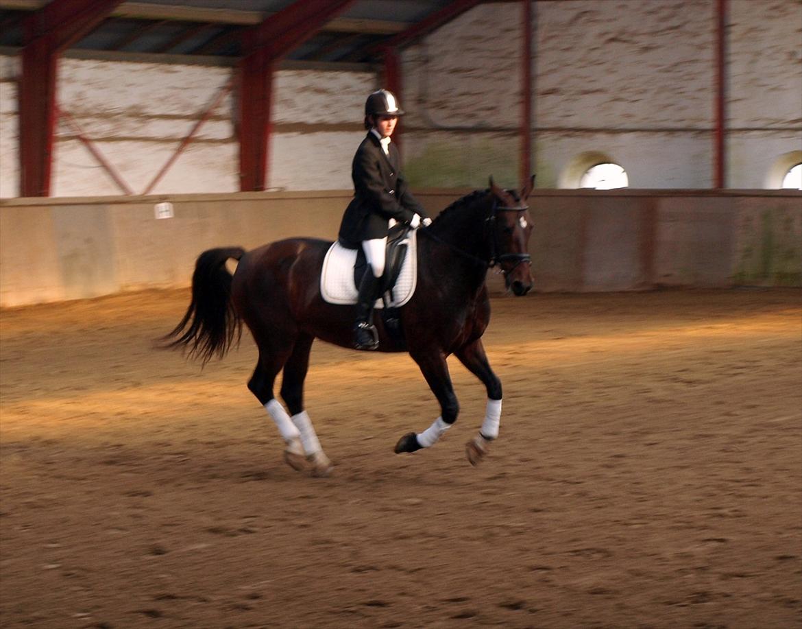 Hollandsk Varmblod Daisy - DRLR 8/10-11 billede 20