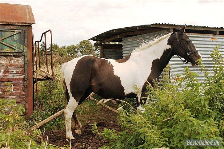 Anden særlig race Figaro billede 14