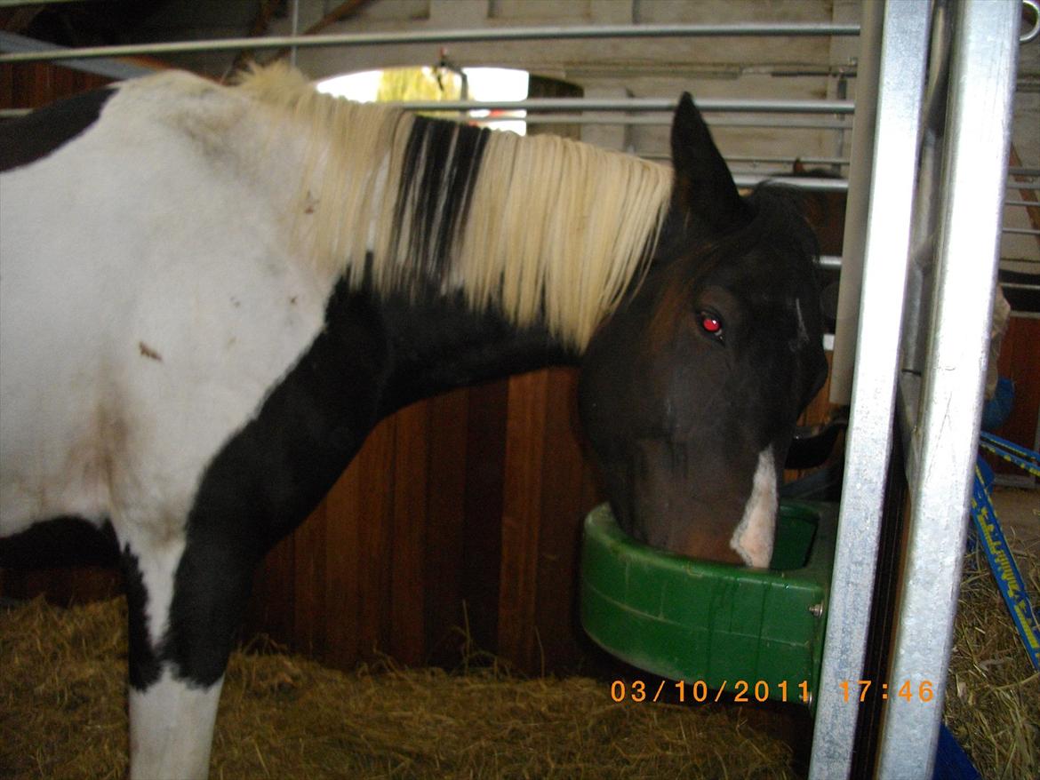 Anden særlig race Figaro billede 15