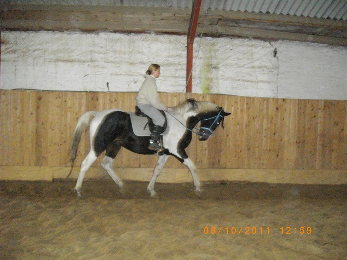 Anden særlig race Figaro billede 16