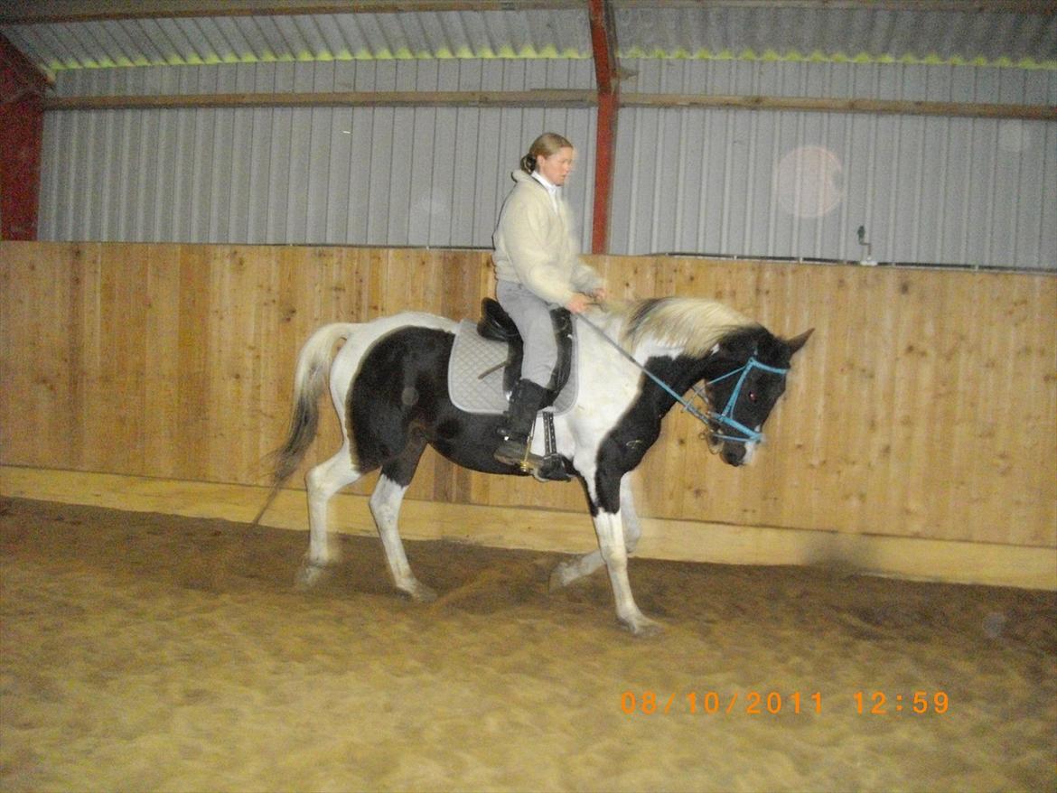 Anden særlig race Figaro billede 17