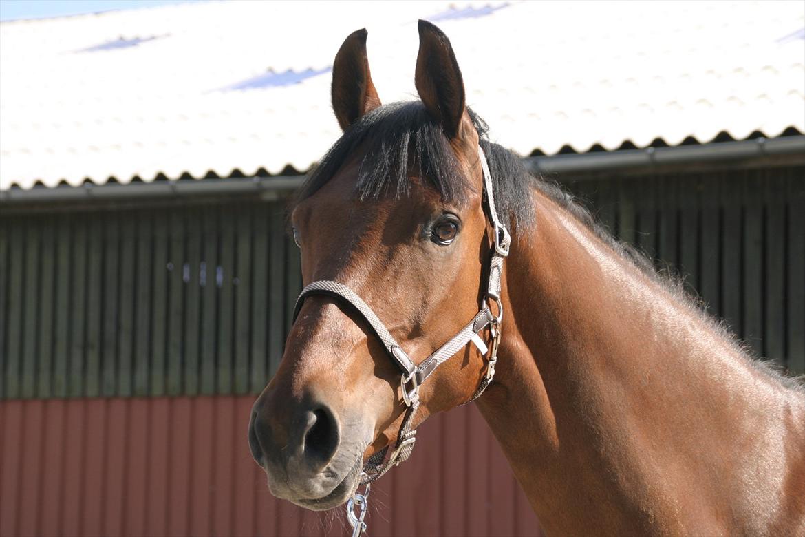 Dansk Varmblod Gersholms Calaf billede 2