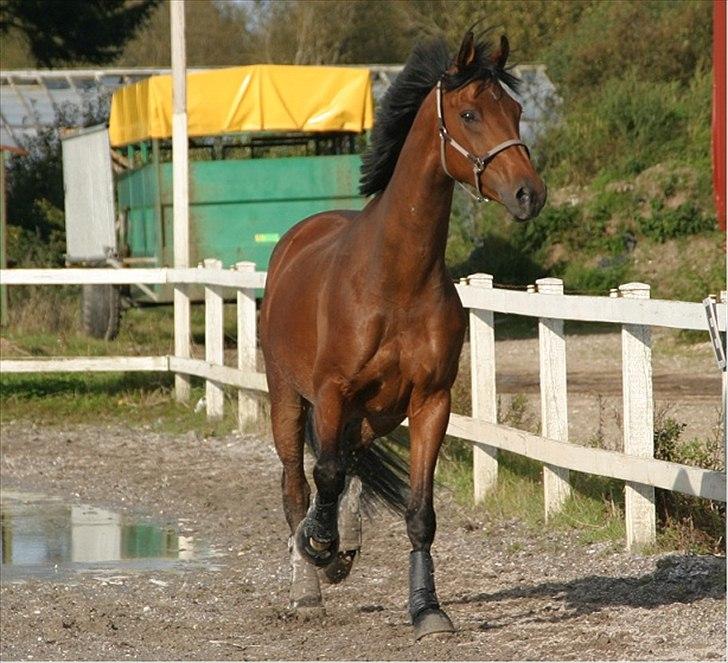 Dansk Varmblod Gersholms Calaf billede 3