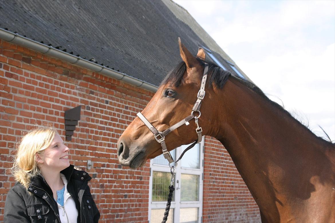 Dansk Varmblod Gersholms Calaf billede 7