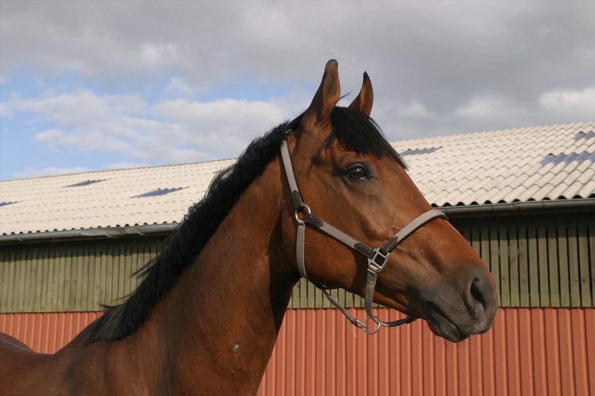 Dansk Varmblod Gersholms Calaf billede 10