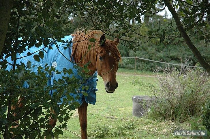 Arabisk fuldblod (OX) Daugaards Al Mahra - Min lille Øjesten, <3  billede 1