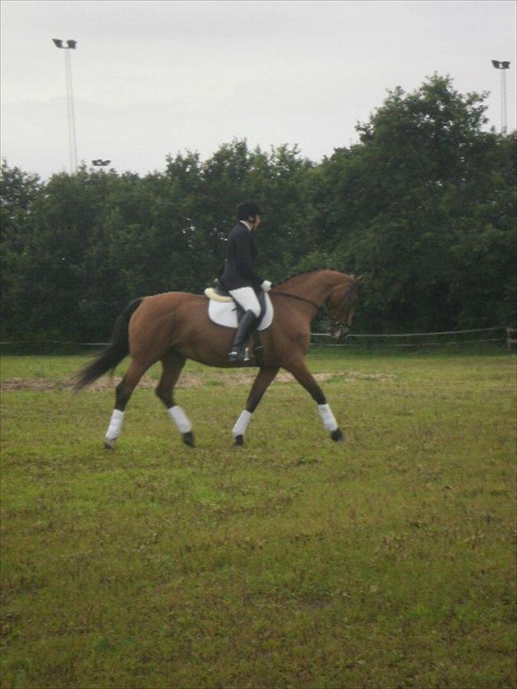 Dansk Varmblod Victoria Brunshøj billede 10