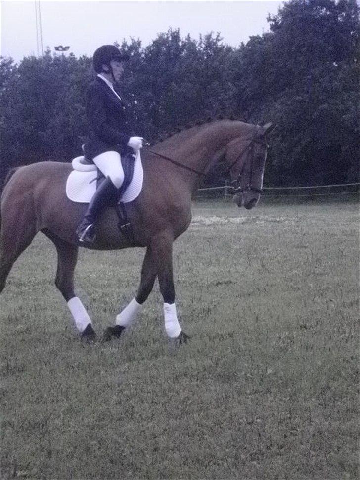 Dansk Varmblod Victoria Brunshøj billede 11