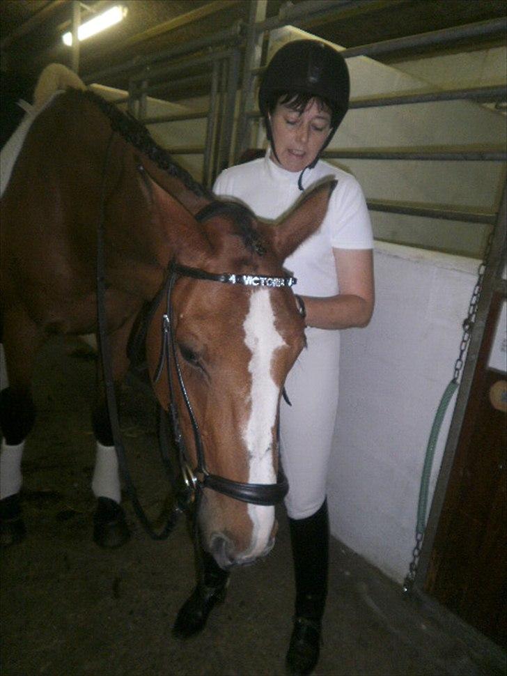 Dansk Varmblod Victoria Brunshøj billede 12