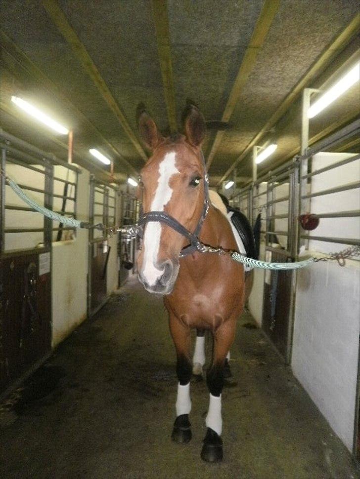 Dansk Varmblod Victoria Brunshøj billede 13