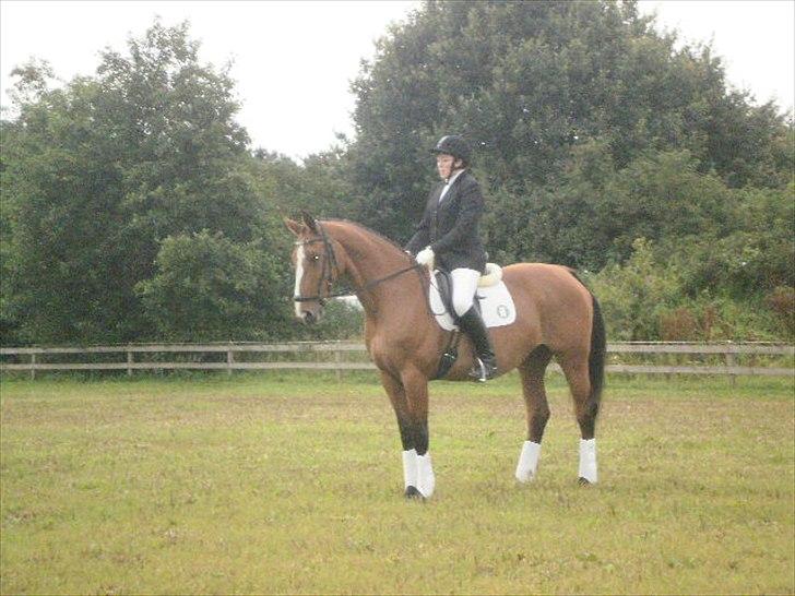 Dansk Varmblod Victoria Brunshøj billede 14