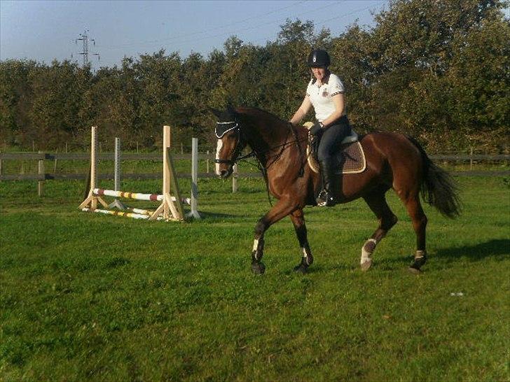 Dansk Varmblod Victoria Brunshøj billede 15