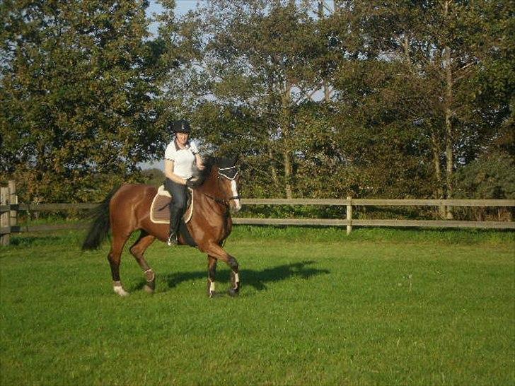 Dansk Varmblod Victoria Brunshøj billede 16