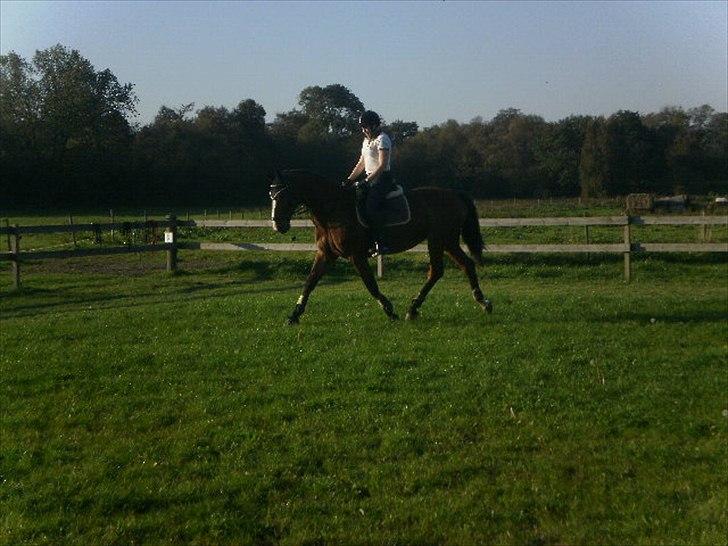 Dansk Varmblod Victoria Brunshøj billede 17