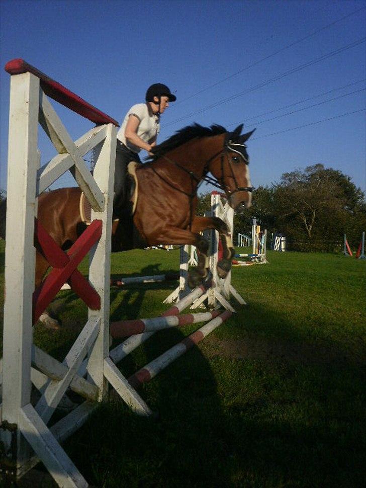 Dansk Varmblod Victoria Brunshøj billede 18