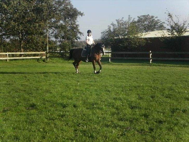 Dansk Varmblod Victoria Brunshøj billede 19