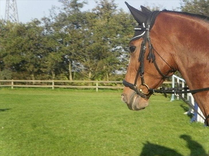 Dansk Varmblod Victoria Brunshøj billede 20