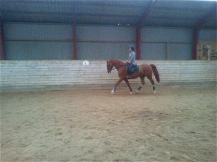 Anden særlig race Aros »Stjernen! - Du lærte så ''meget'' på så kort tid. Fra at gå med hovedet i luften og til det der. Jeg Elsker Dig. billede 15