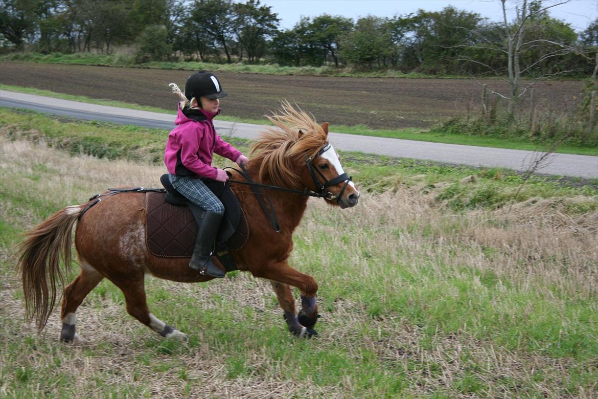 Anden særlig race Columbine (Givet væk) billede 15
