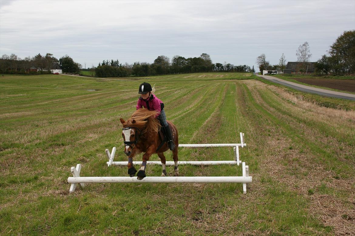 Anden særlig race Columbine (Givet væk) billede 17